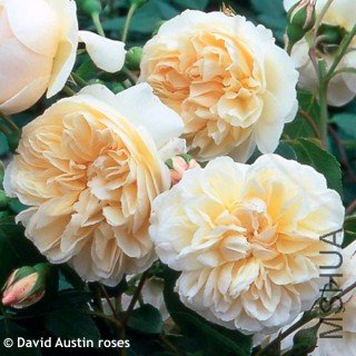 ����ƶ�����ʹ (2).jpg