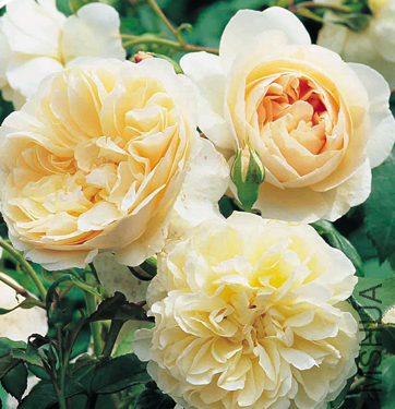 ����ƶ�����ʹ (1).png