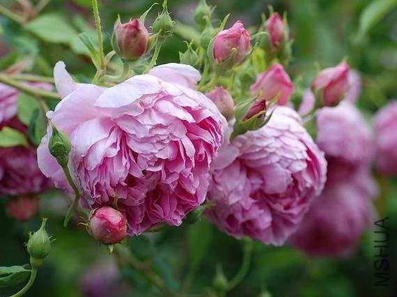 �����ƶ������� (4).jpg