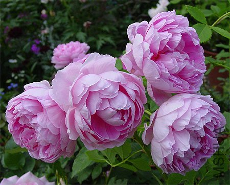 �����ƶ������� (3).jpg