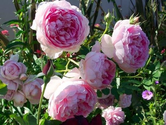 �����ƶ������� (2).jpg