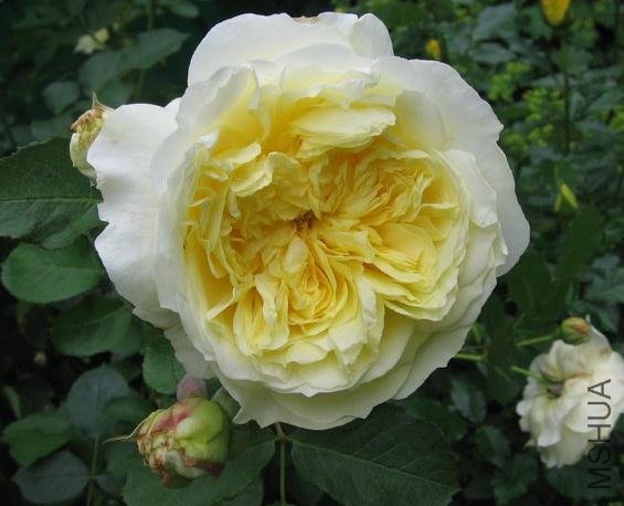 ��ʥ�� (3).jpg