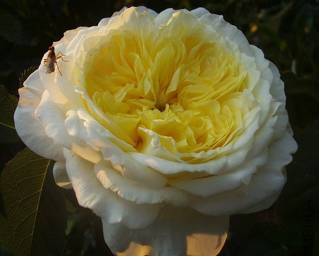 ��ʥ�� (2).jpg