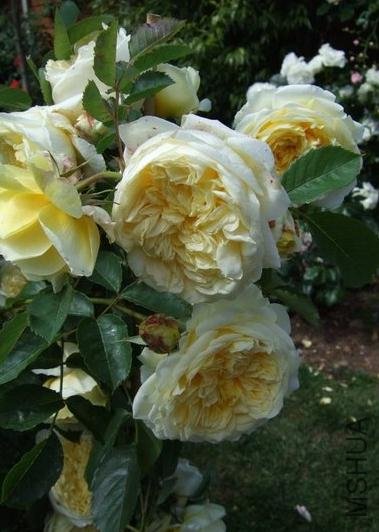 ��ʥ�� (4).jpg