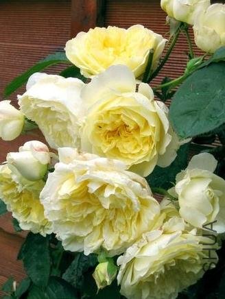 ��ʥ�� (1).jpg