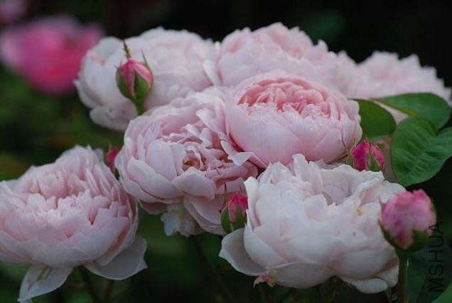 ����� (2).jpg