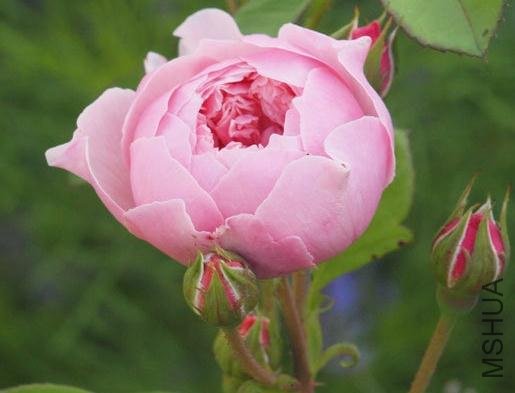 ����� (1).jpg