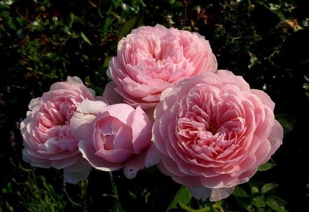 ����� (4).jpg