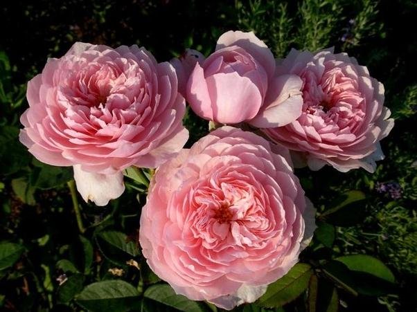 ����� (5).jpg