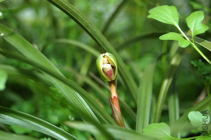 DSC_00080008_1.JPG