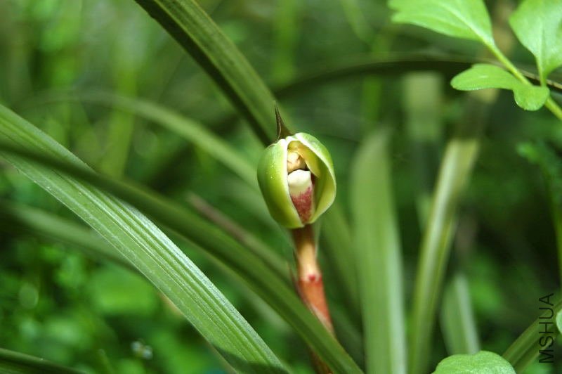 DSC_00050005_1.JPG