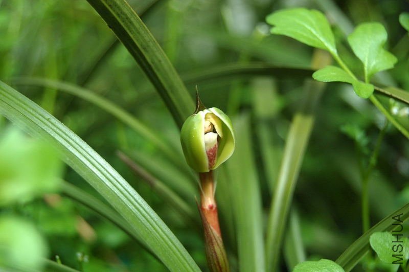 DSC_00070007_1.JPG