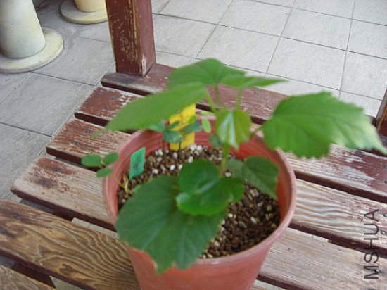 CIMG9345.jpg