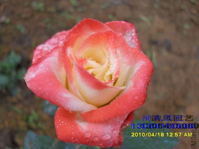 ���� (1).jpg