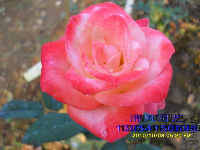 ���� (5).jpg