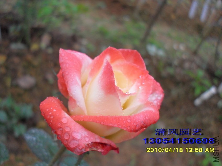 ���� (2).jpg