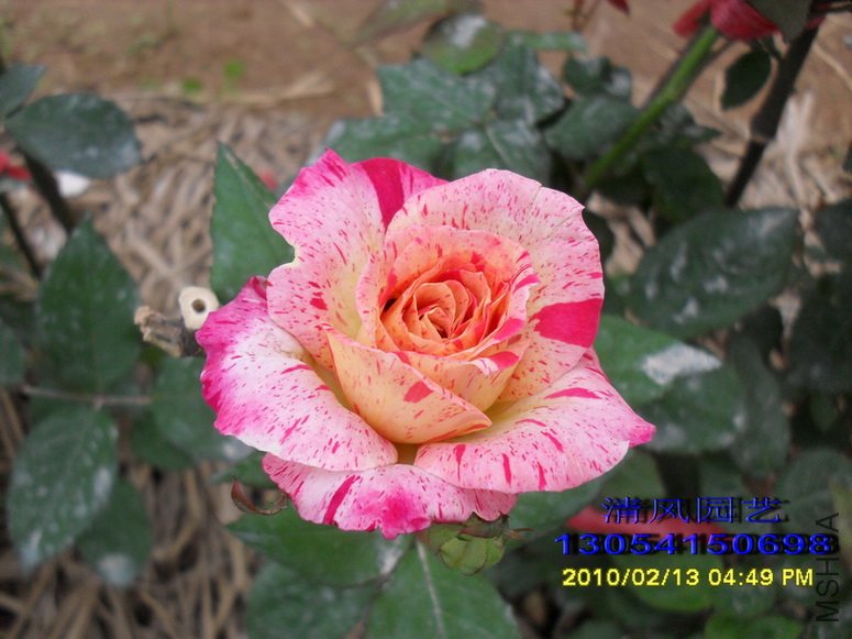 ����ɯ�ֿ� (3).jpg