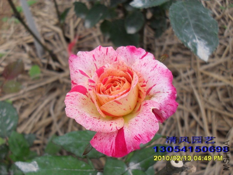 ����ɯ�ֿ� (2).jpg