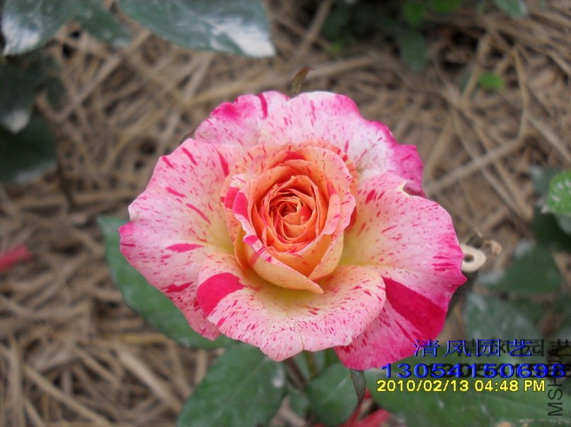 ����ɯ�ֿ� (1).jpg