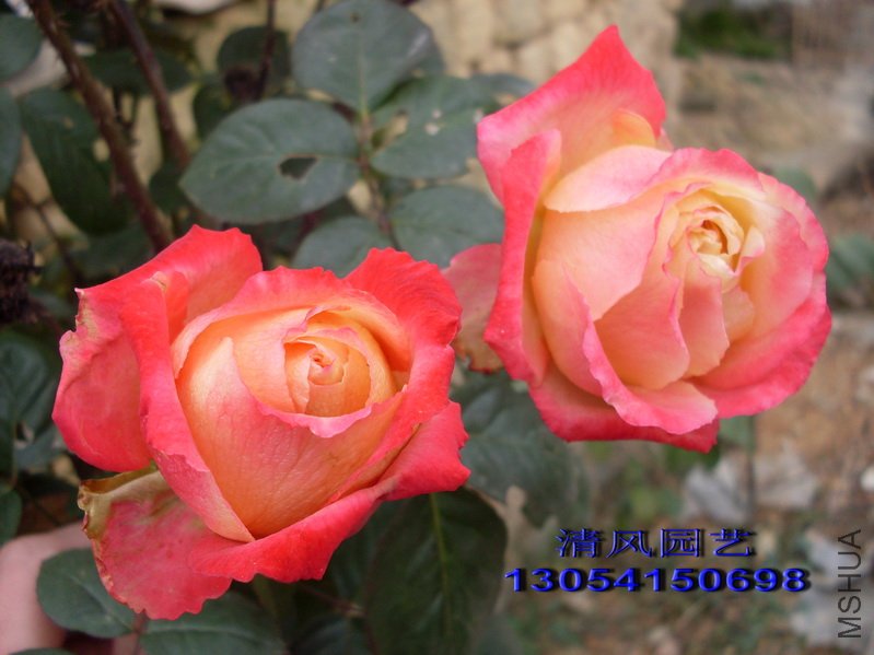 ���� (1).jpg