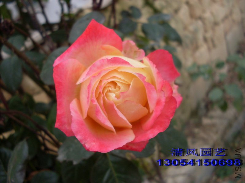 ���� (2).jpg