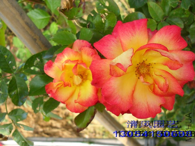 �谮С��5 (3).jpg