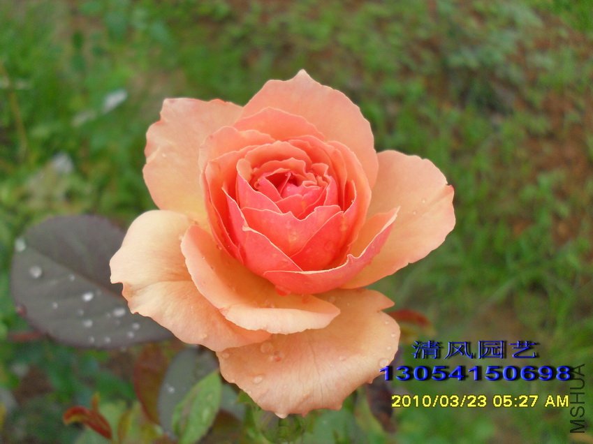 ���� (2).jpg