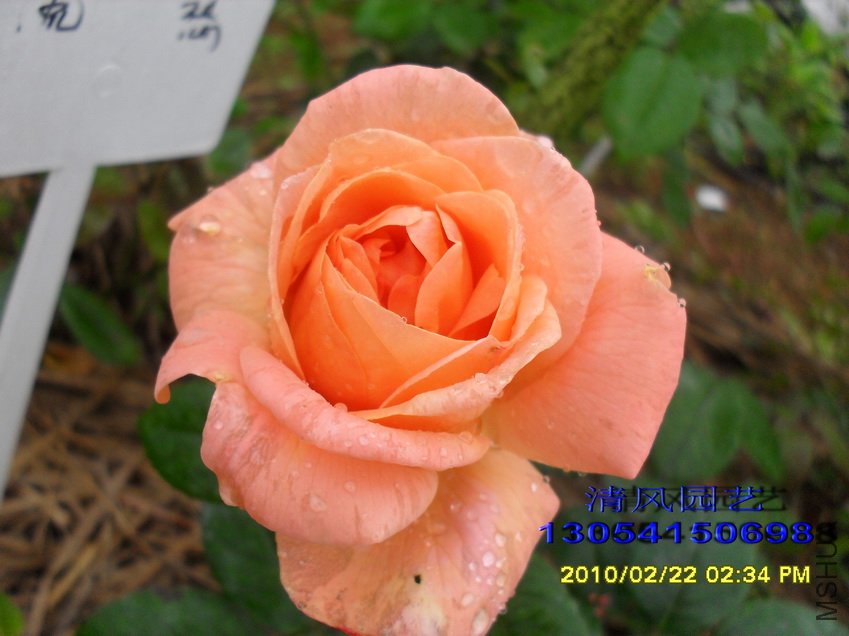 ���� (5).jpg