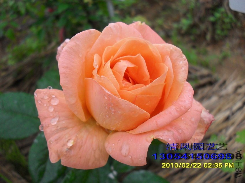 ���� (1).jpg