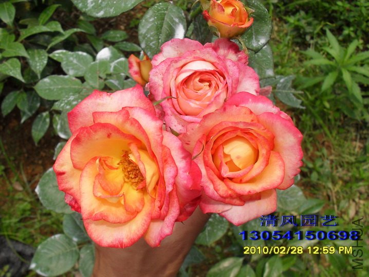 ���� (5).jpg