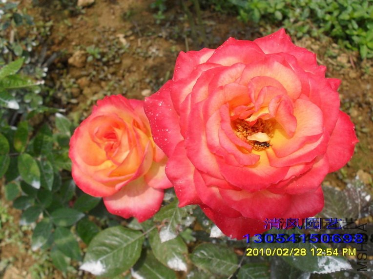 ���� (2).jpg