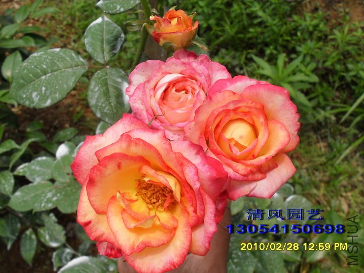 ���� (4).jpg