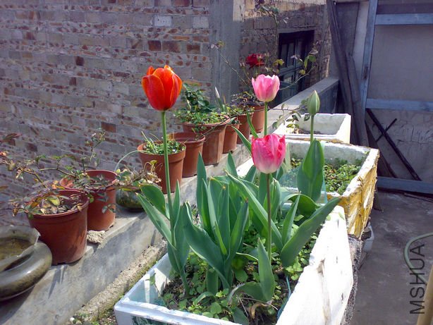 20110205590_1.jpg