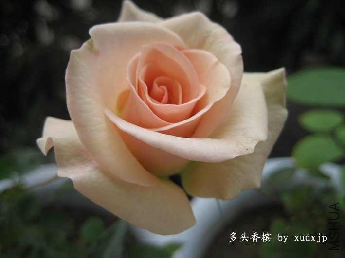 2011.1.jpg
