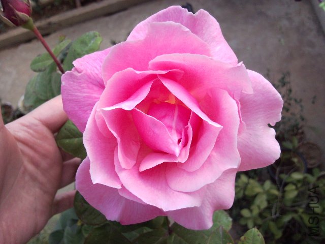 SNC00210.jpg