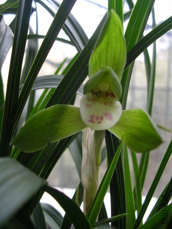 DSCN5625a.JPG