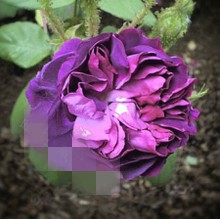 T1HIlzXbxvXXbdljU__110123.jpg_b[1]_conew1.jpg