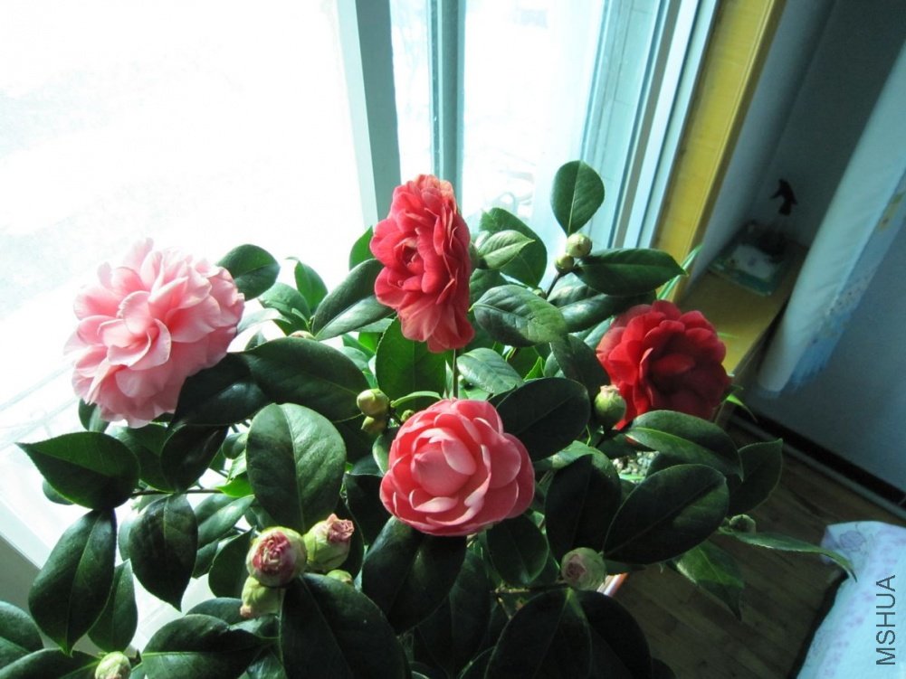 ����ǰ�յ�