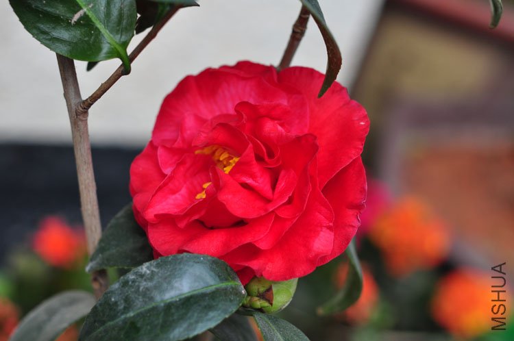 DSC_9381.JPG