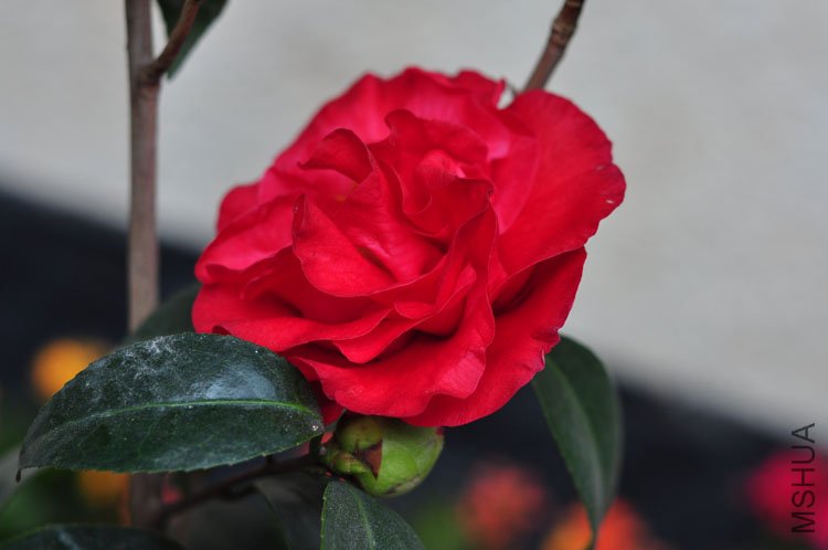 DSC_9378.JPG