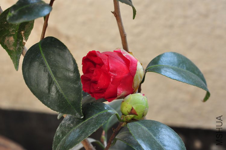DSC_9363.JPG