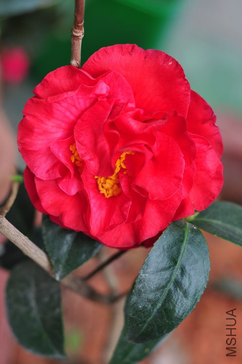 DSC_9384.JPG