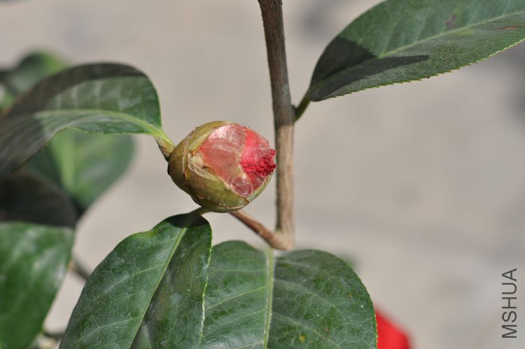 DSC_0304.JPG