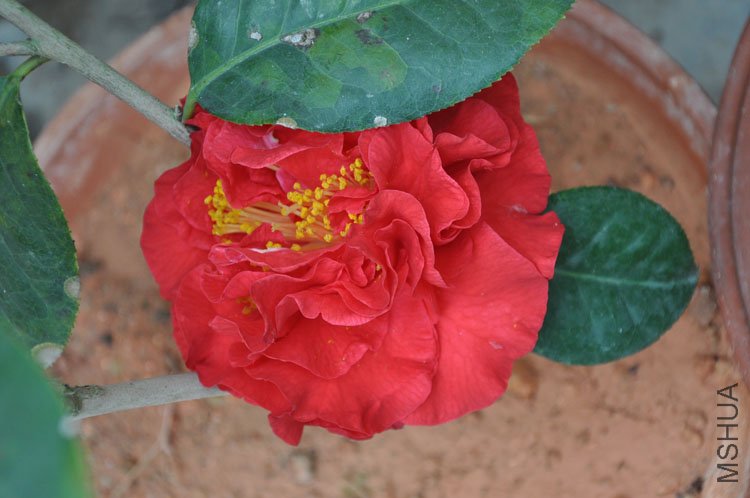 DSC_0432.JPG