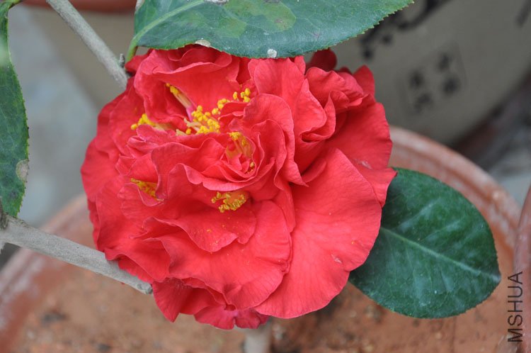 DSC_0428.JPG