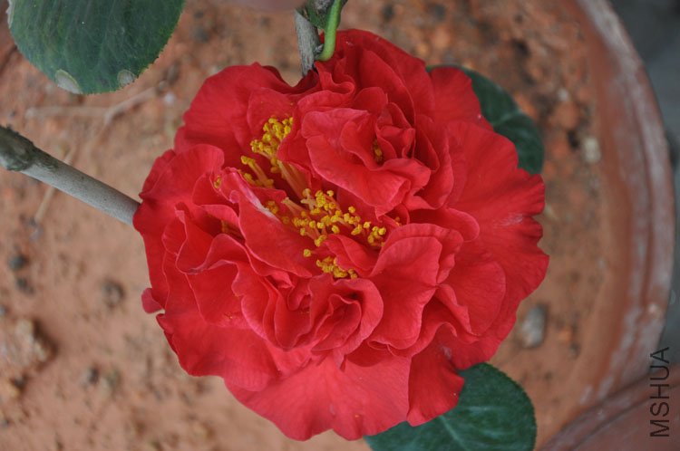 DSC_0430.JPG