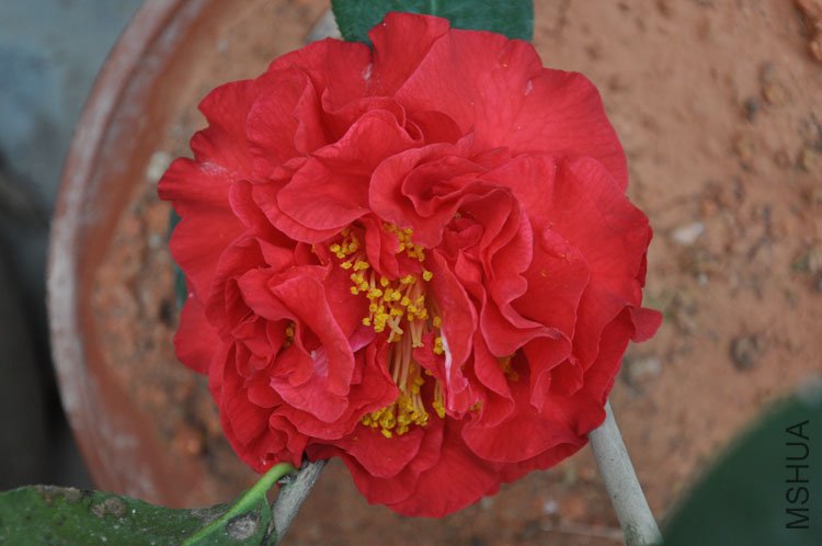 DSC_0431.JPG