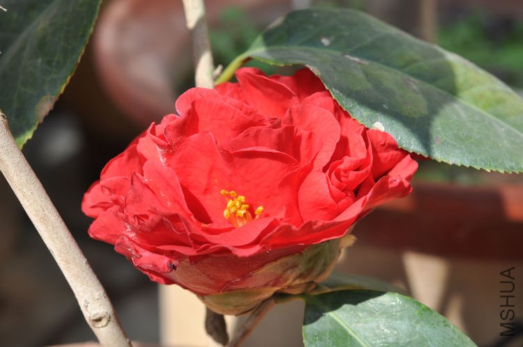 ����˹����