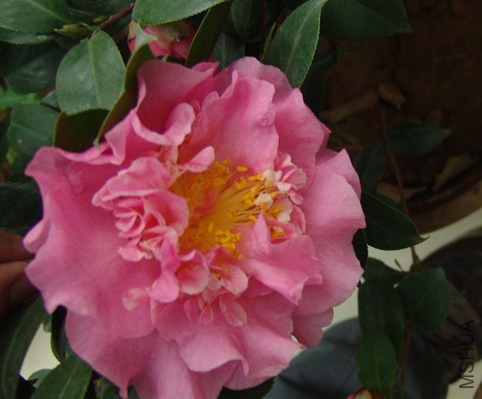 DSC09677.JPG