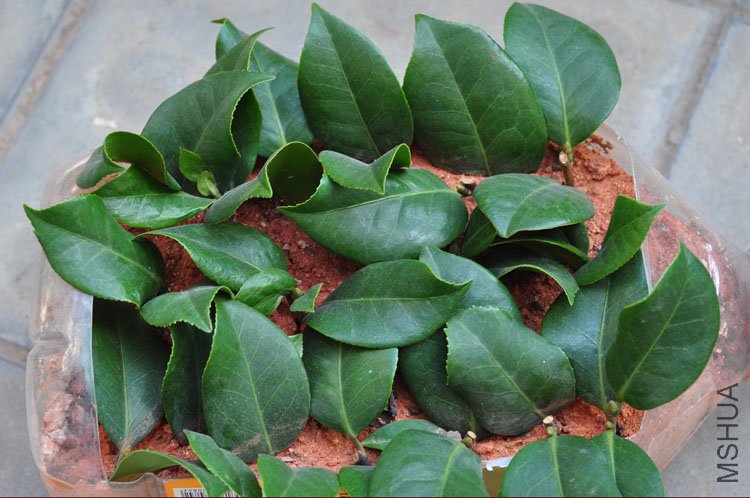 12��10����